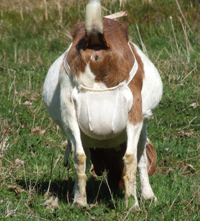 Goat glamour shots? - Goats