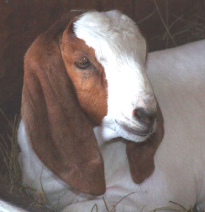 Goat glamour shots? - Goats