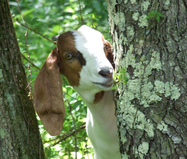 Goat glamour shots? - Goats
